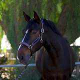 Halter Ego St Germain Leather Halter