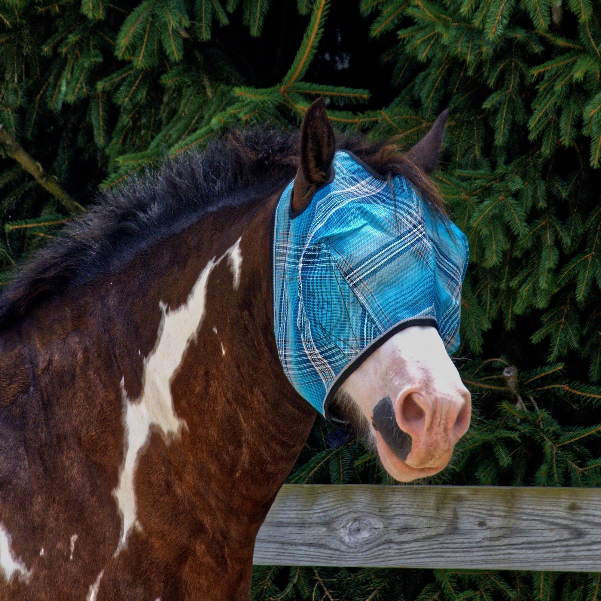 Draft Fly Mask with Web Trim - Dual Ear Holes - Kensington Protective Products - Equiluxe Tack