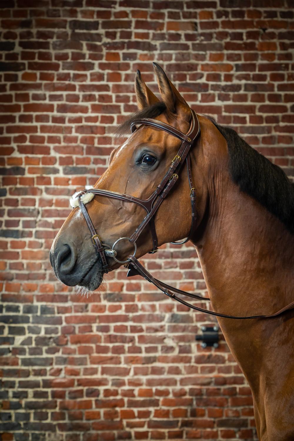 Dy'on Figure 8 Noseband Bridle - Dy'on - Equiluxe Tack