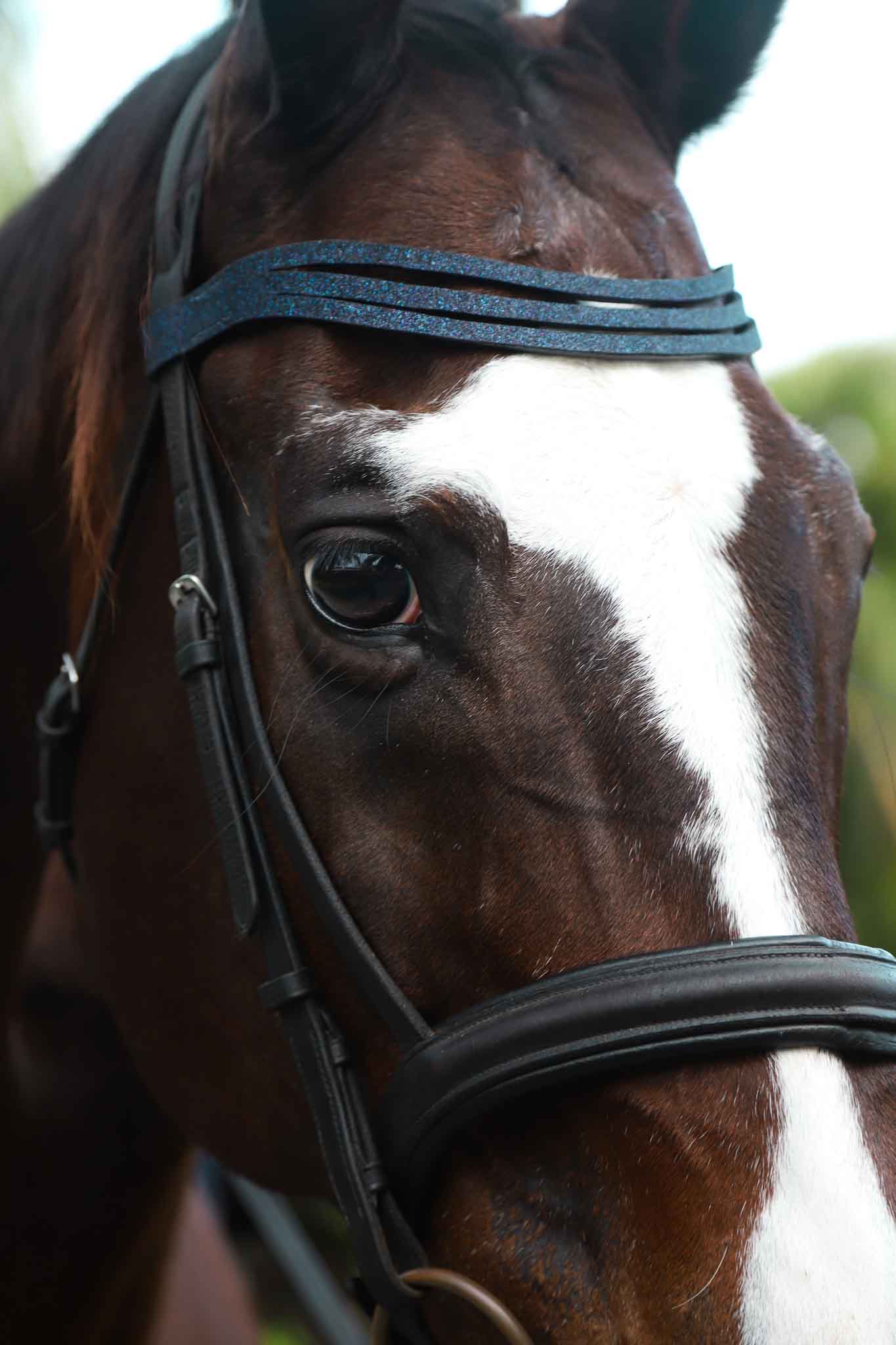 Equestroom Deep Sapphire Browband - Equestroom - Equiluxe Tack