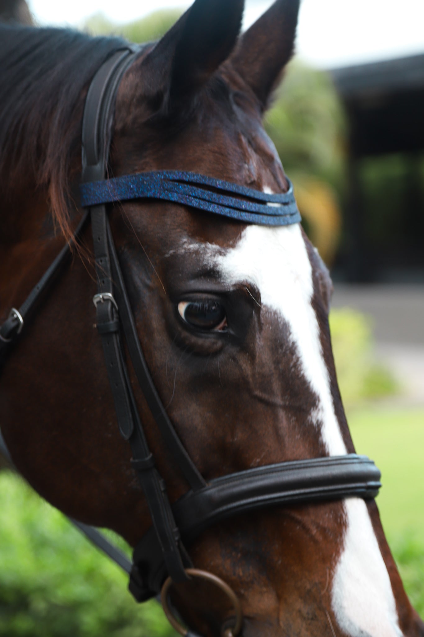 Equestroom Deep Sapphire Browband - Equestroom - Equiluxe Tack