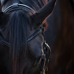 Equestroom Ultraviolet Browband - Equestroom - Equiluxe Tack