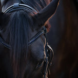 Equestroom Ultraviolet Browband - Equestroom - Equiluxe Tack