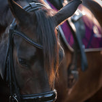 Equestroom Ultraviolet Browband - Equestroom - Equiluxe Tack