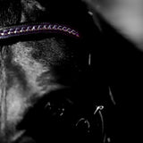 Equestroom Ultraviolet Browband - Equestroom - Equiluxe Tack