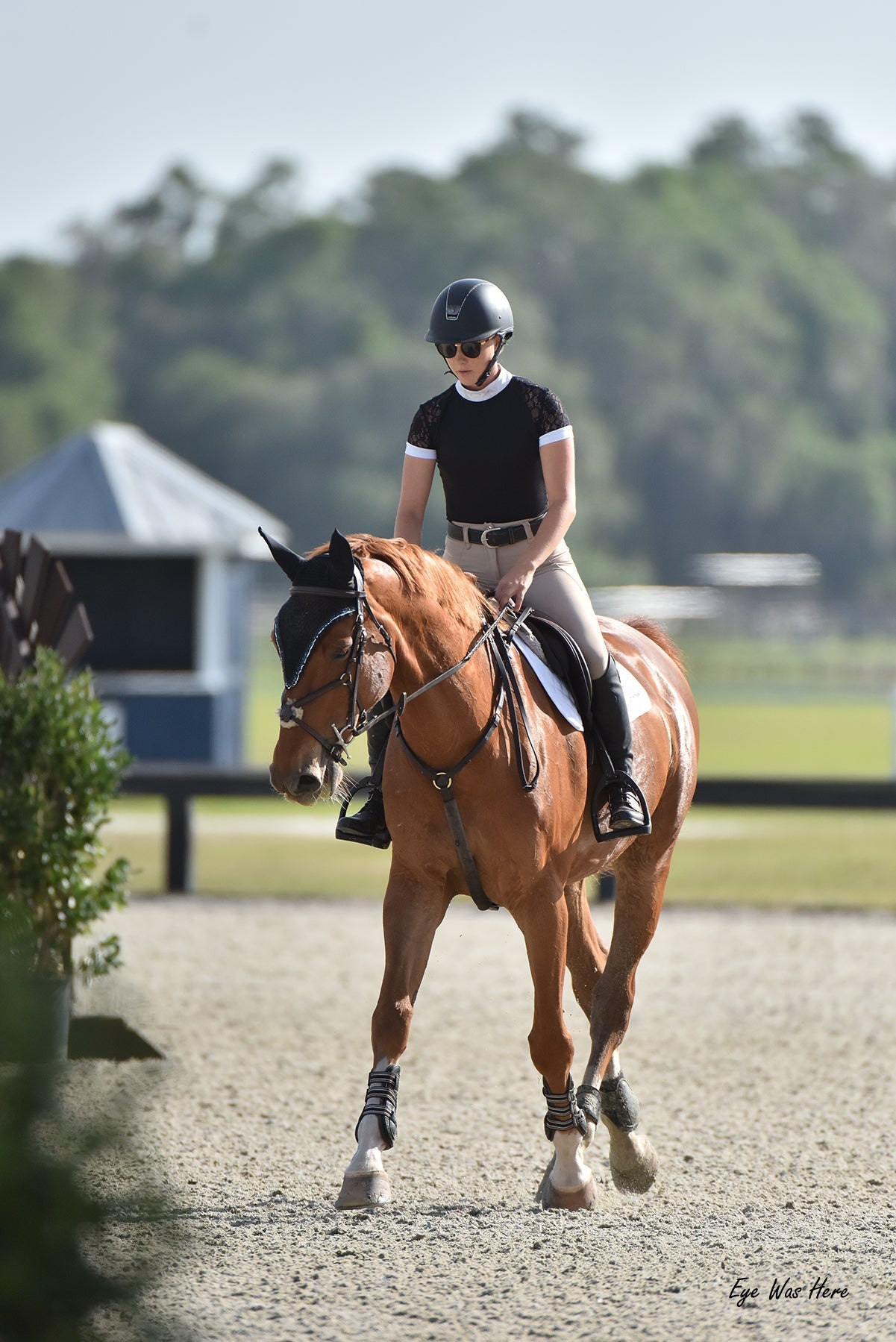 Equishow Short Sleeve Lace shirt - Black - EquiShow - Equiluxe Tack