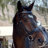 Halter Ego Crystal Browband - Americana 2 - Halter Ego® - Equiluxe Tack