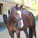 Halter Ego Kentucky Navy Patent Leather Halter - Halter Ego® - Equiluxe Tack