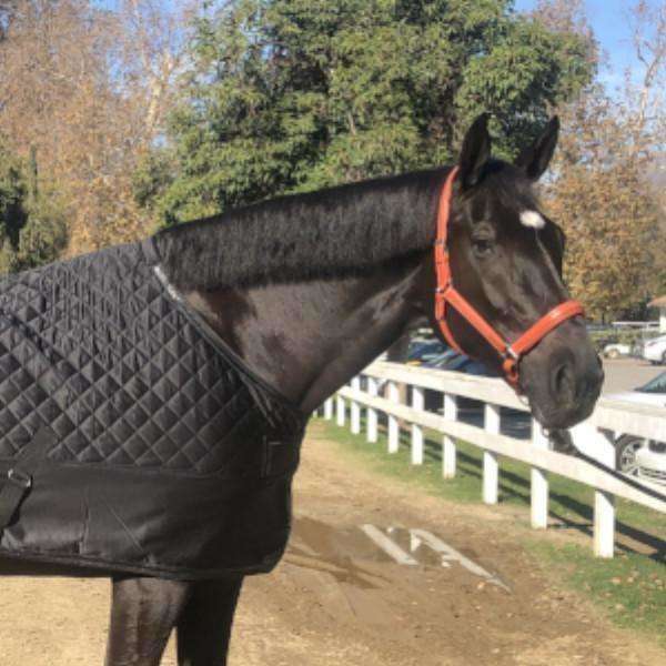 Halter Ego® Leather Halter With Top Stitching - Seville Orange - Halter Ego® - Equiluxe Tack