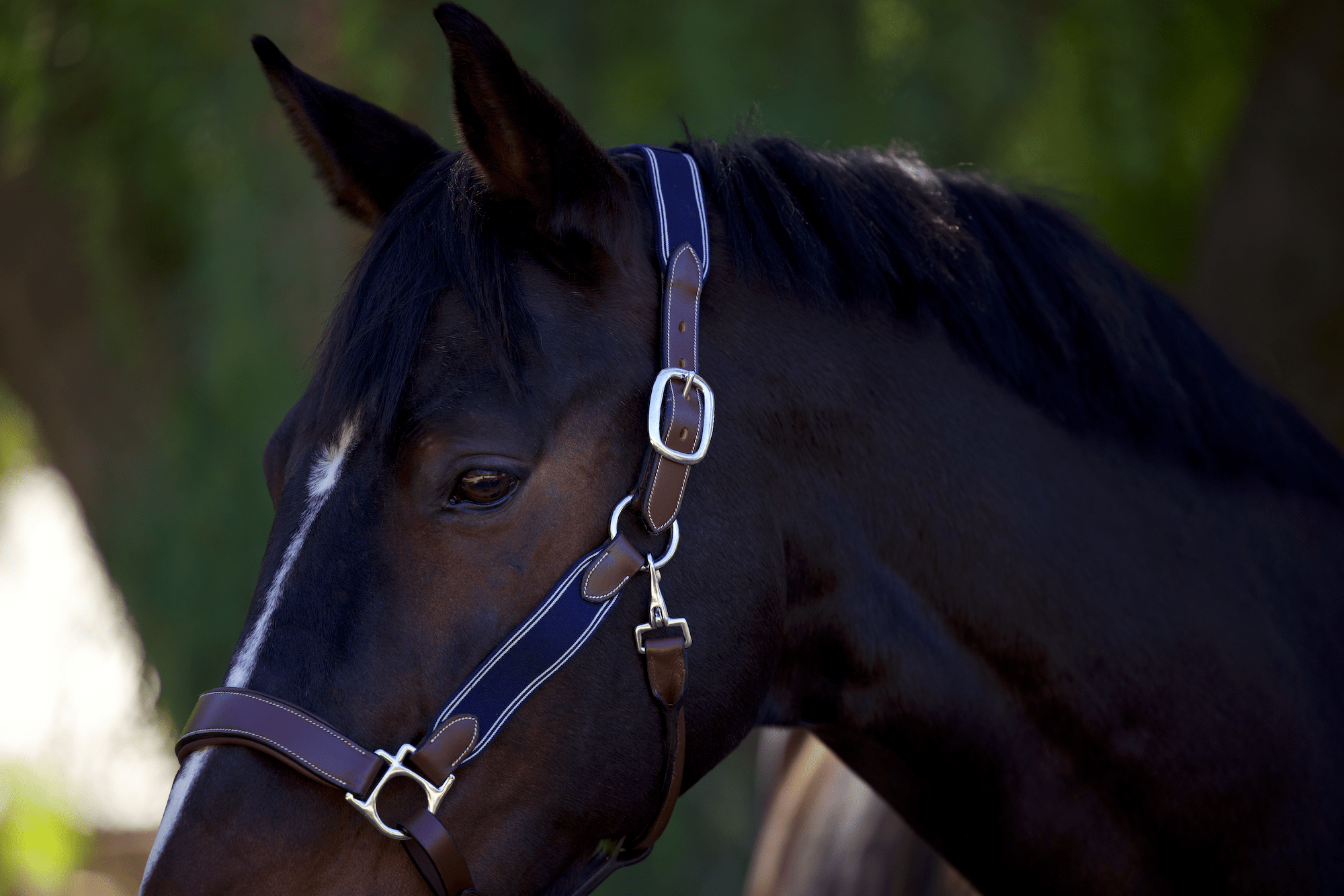 Halter Ego St Germain Leather Halter - Halter Ego® - Equiluxe Tack