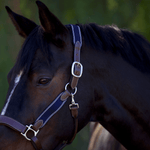 Halter Ego St Germain Leather Halter - Halter Ego® - Equiluxe Tack