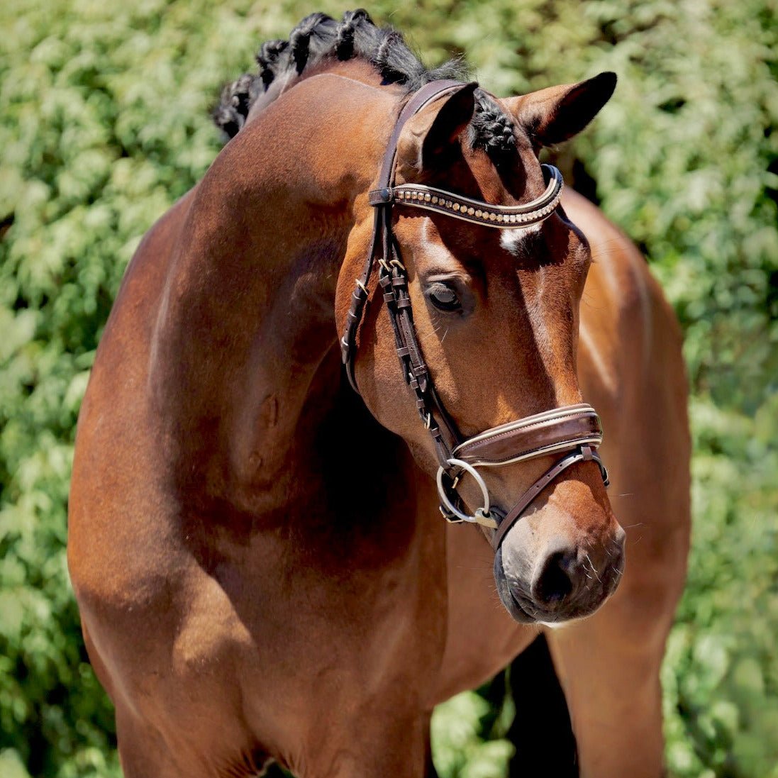 Halter Ego The Catalonia Metallic Bronze Leather Snaffle Bridle with Removable Flash - Halter Ego® - Equiluxe Tack