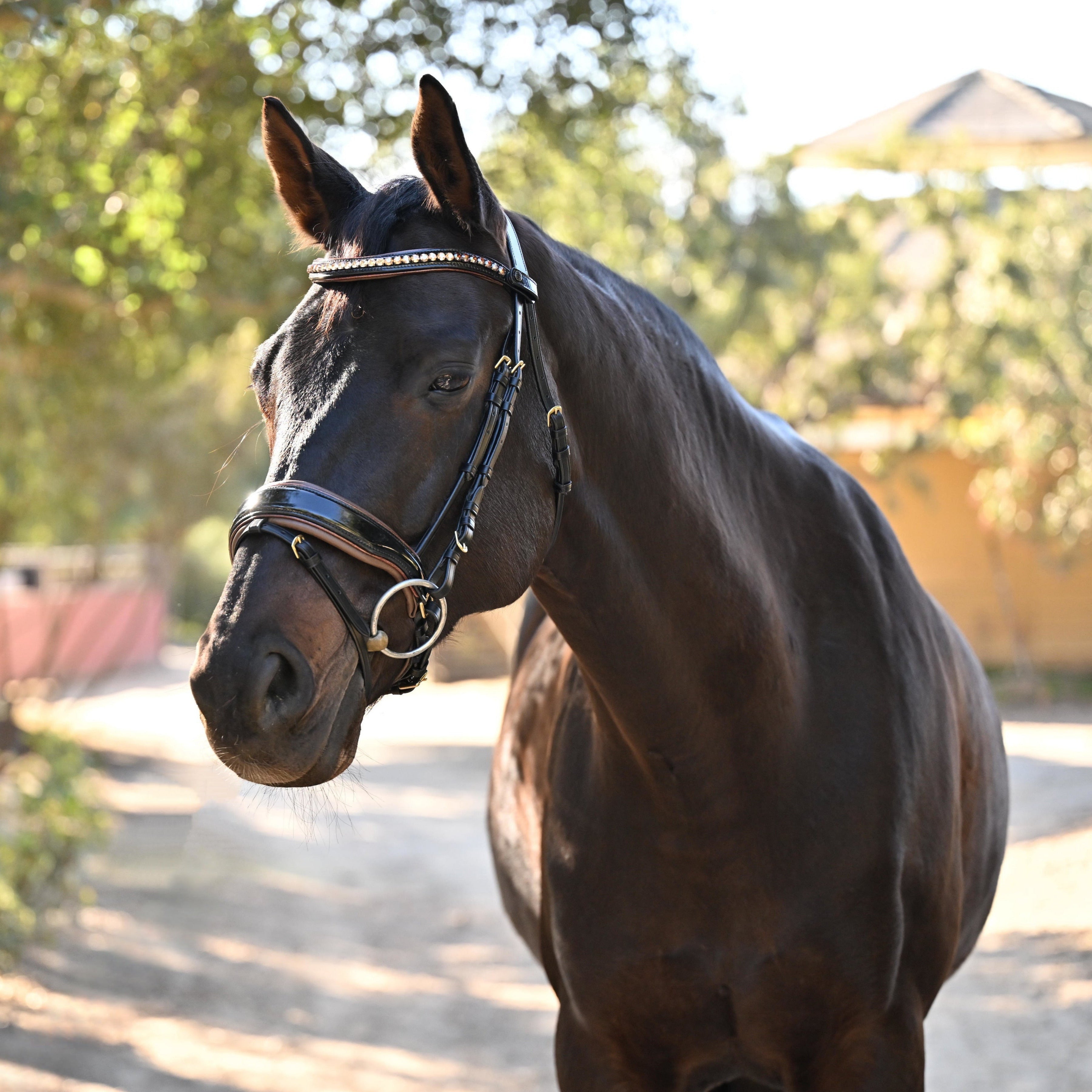 Halter Ego The Palermo Black Patent Leather Snaffle with Brown Padding - Halter Ego® - Equiluxe Tack