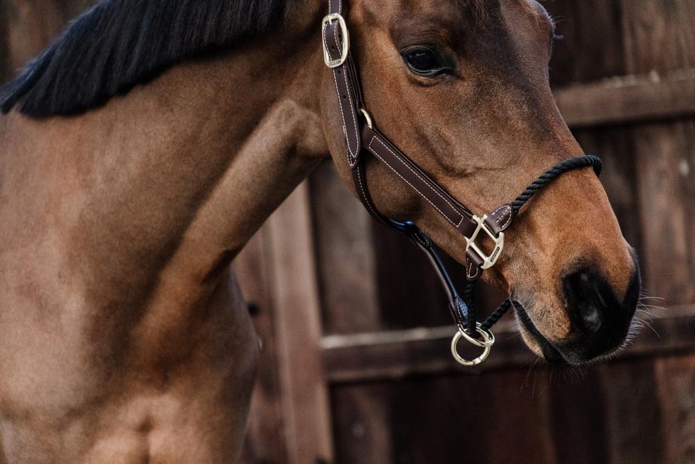 Kentucky Horsewear Leather Rope Halter - Kentucky Horsewear - Equiluxe Tack