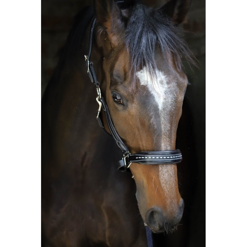 Pénélope Black Leather Halter - Pénélope - Equiluxe Tack