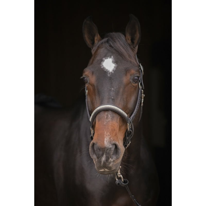 Pénélope Harmonie Halter - Black - Pénélope - Equiluxe Tack