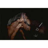 Pénélope Harmonie Halter - Black - Pénélope - Equiluxe Tack