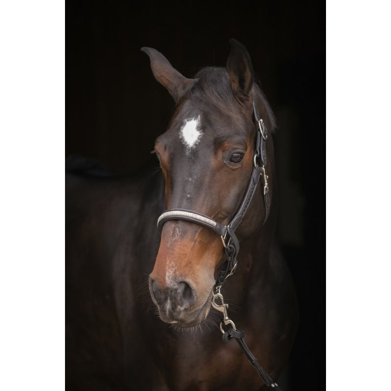 Pénélope Harmonie Halter - Black - Pénélope - Equiluxe Tack