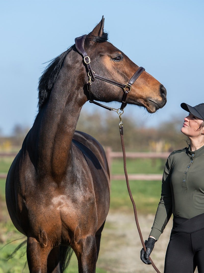 PS of Sweden Leather Halter - PS of Sweden - Equiluxe Tack