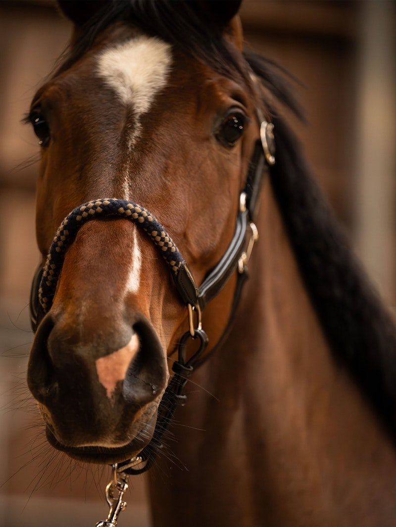 PS of Sweden Palermo Leather Halter - PS of Sweden - Equiluxe Tack