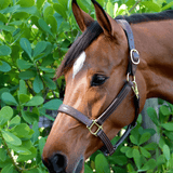 Remarkable Leather Goods GHC Padded Halter - Remarkable Leather Goods - Equiluxe Tack