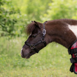 Standard Nylon Halter Mini & Pony - Kensington Protective Products - Equiluxe Tack