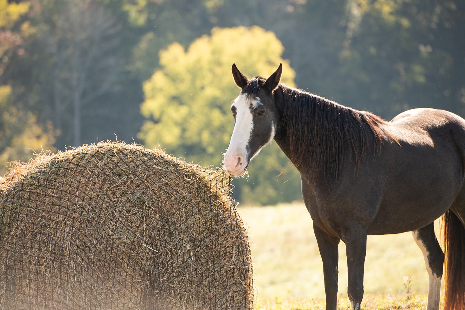 Texas Haynet Round Bale Hay Net - Texas Haynet - Equiluxe Tack
