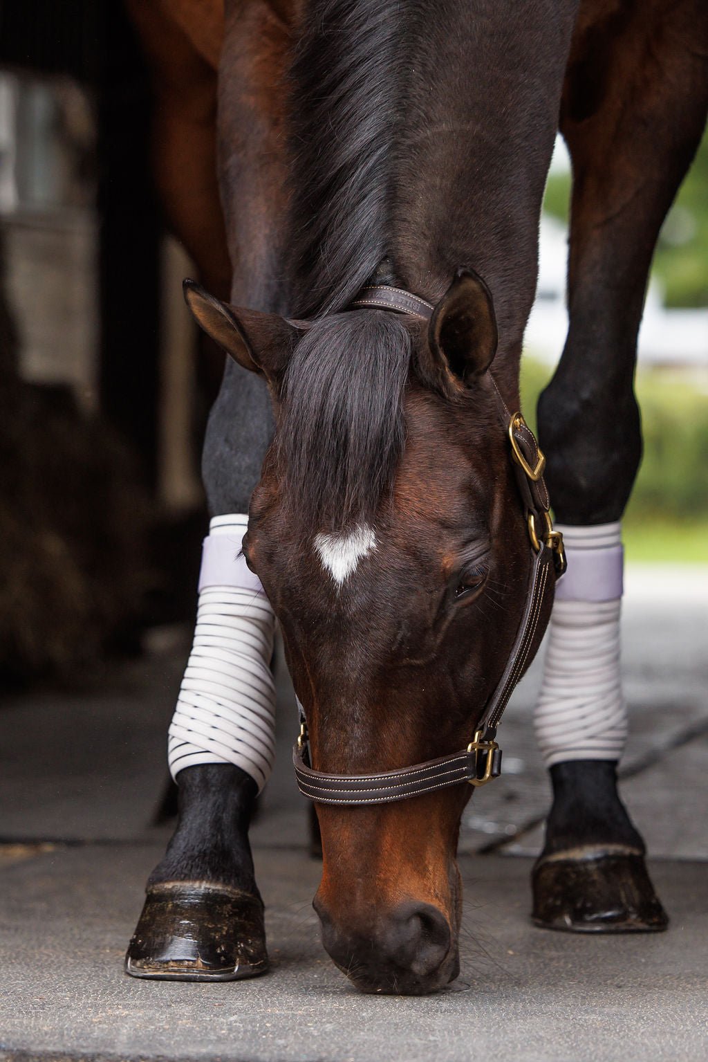 Anatomeq CoolSupport Combi Polos for Sensitive Horses - Anatomeq - Equiluxe Tack