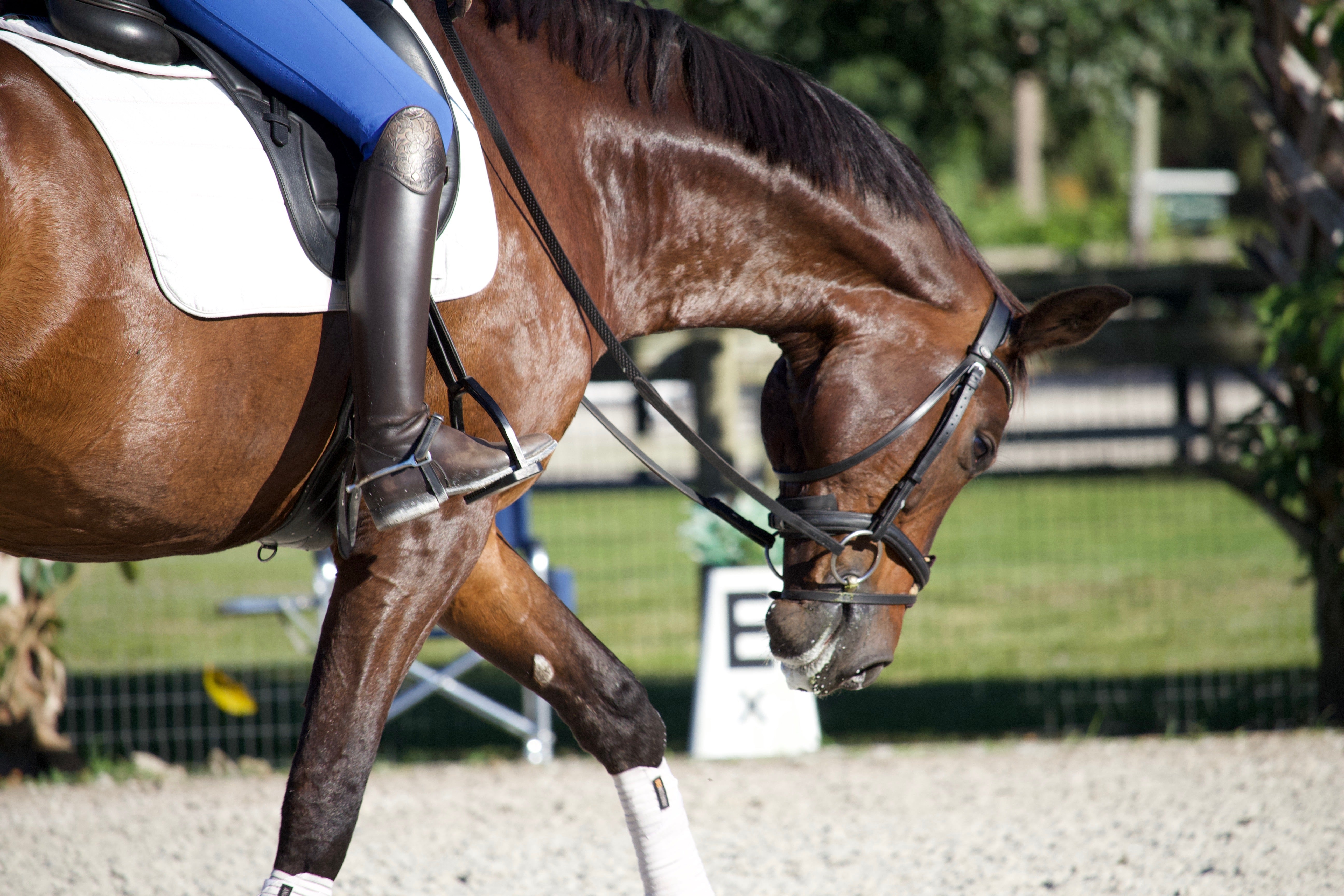 Anatomeq CoolSupport Combi Polos for Sensitive Horses - Anatomeq - Equiluxe Tack