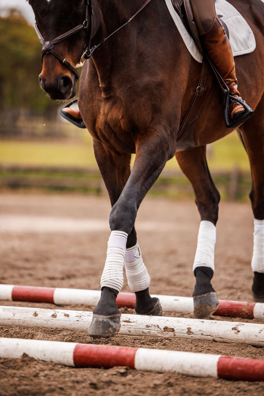 Anatomeq CoolSupport Combi Polos for Sensitive Horses - Anatomeq - Equiluxe Tack