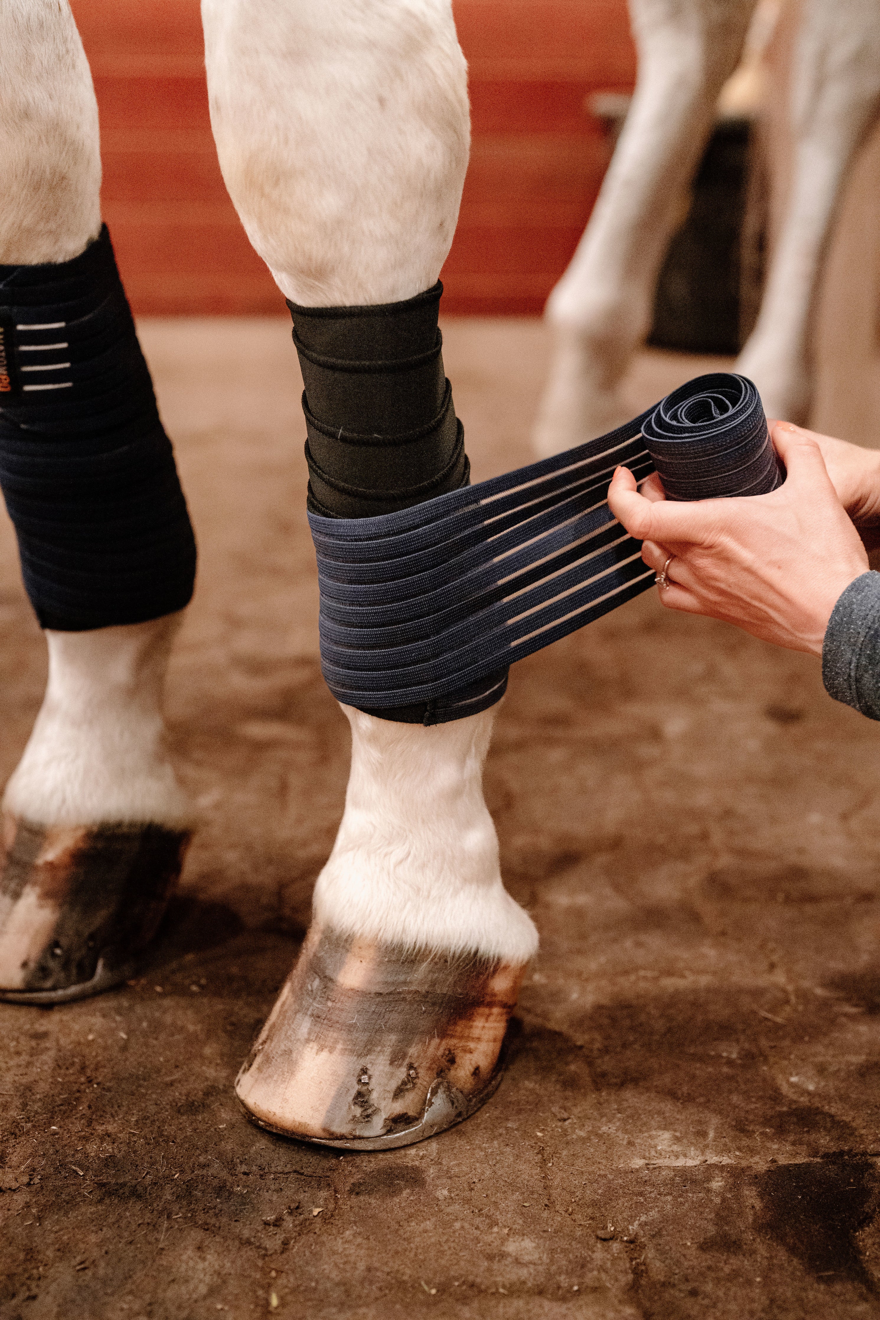 Anatomeq CoolSupport Combi Polos for Sensitive Horses - Anatomeq - Equiluxe Tack