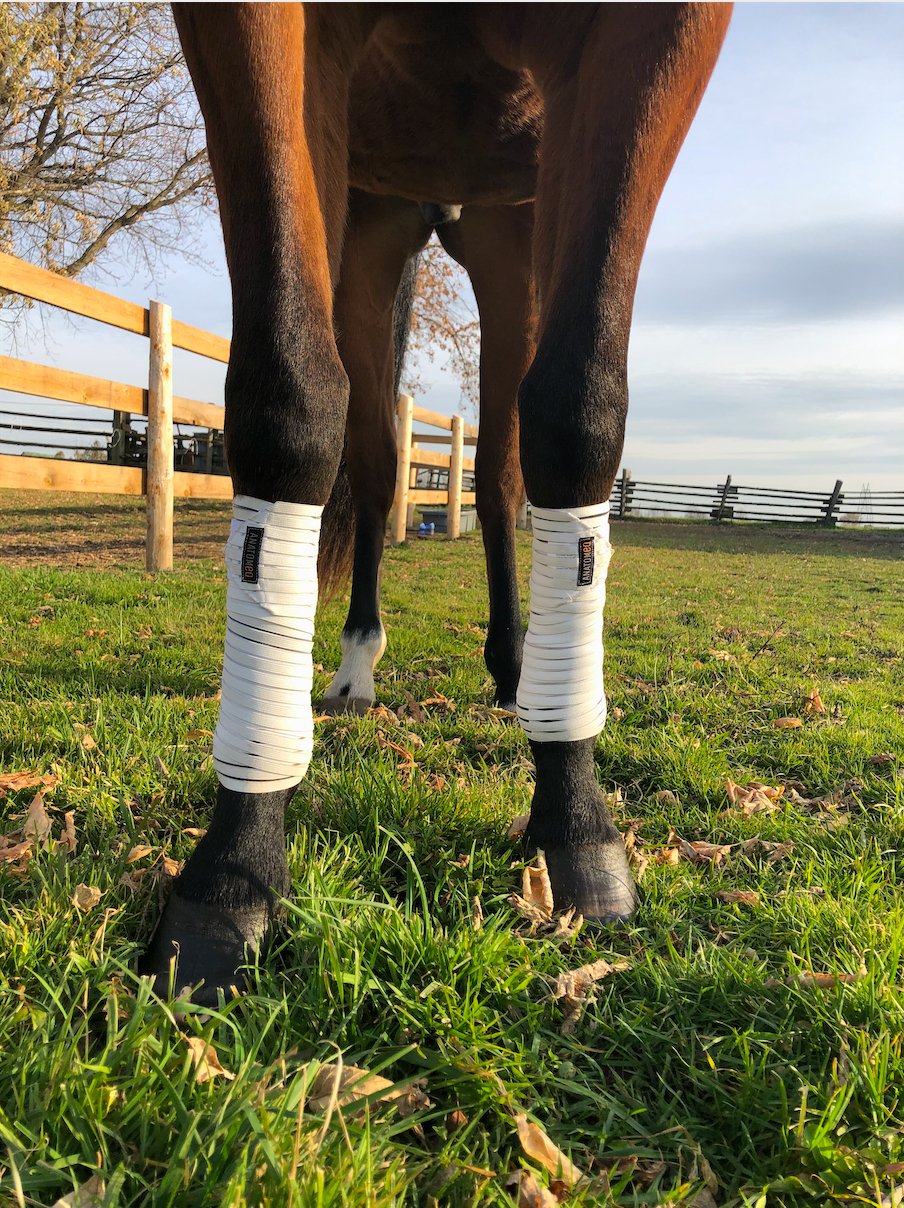 Anatomeq CoolSupport Combi Polos for Sensitive Horses - Anatomeq - Equiluxe Tack