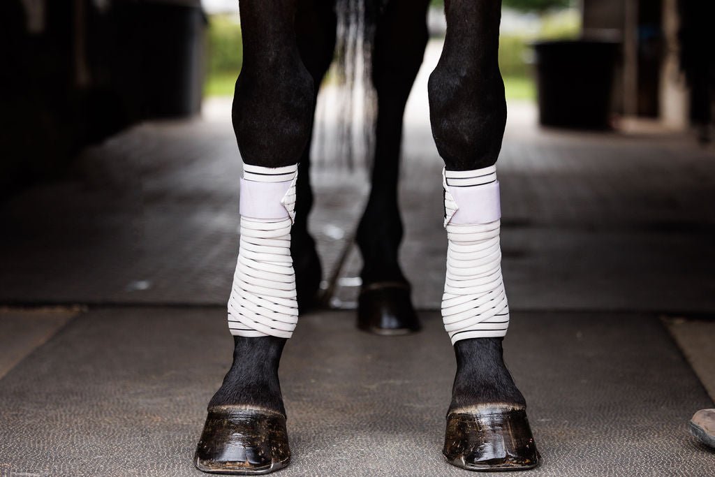 Anatomeq CoolSupport Combi Polos for Sensitive Horses - Anatomeq - Equiluxe Tack