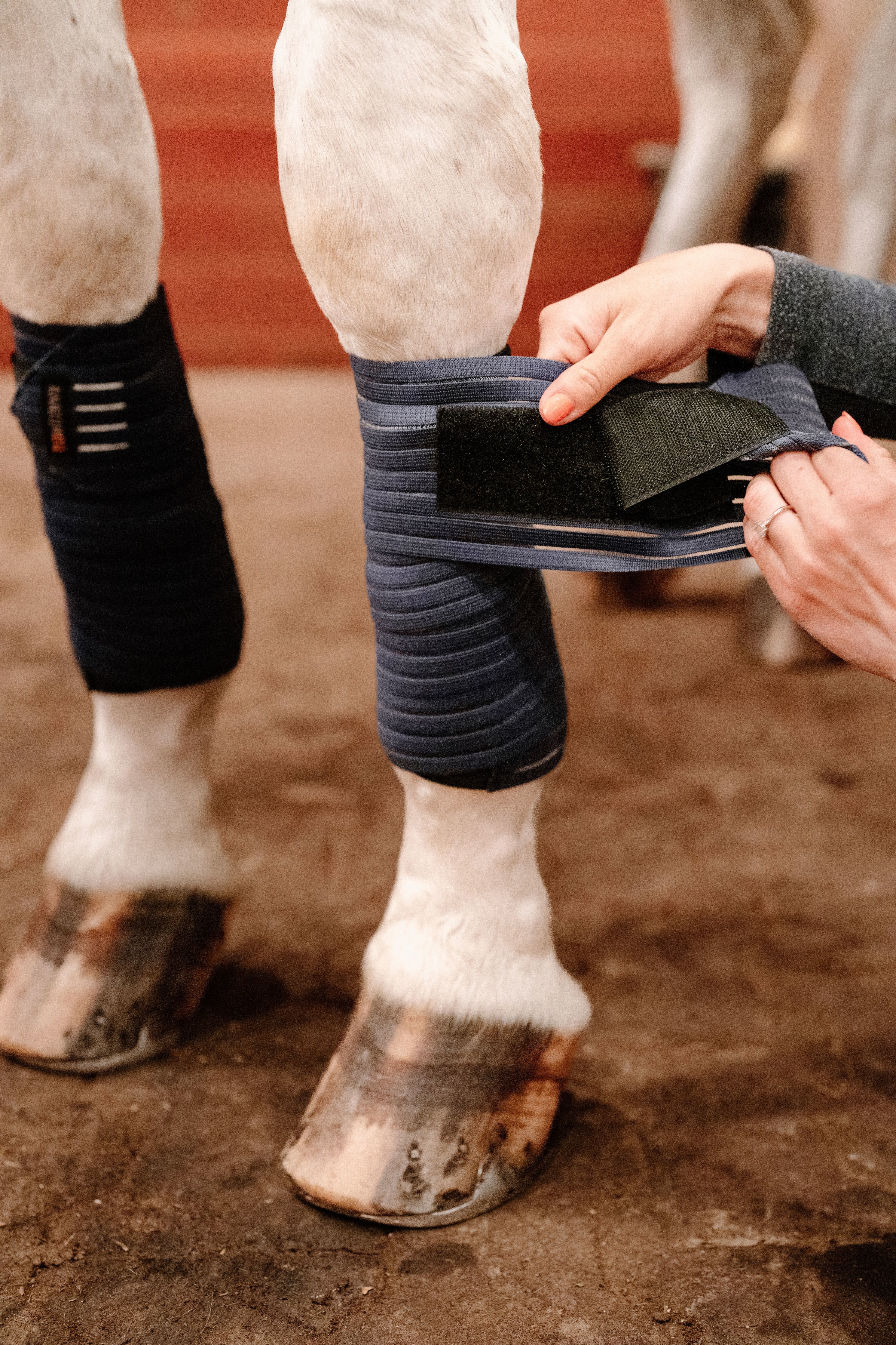 Anatomeq CoolSupport Combi Polos for Sensitive Horses - Anatomeq - Equiluxe Tack