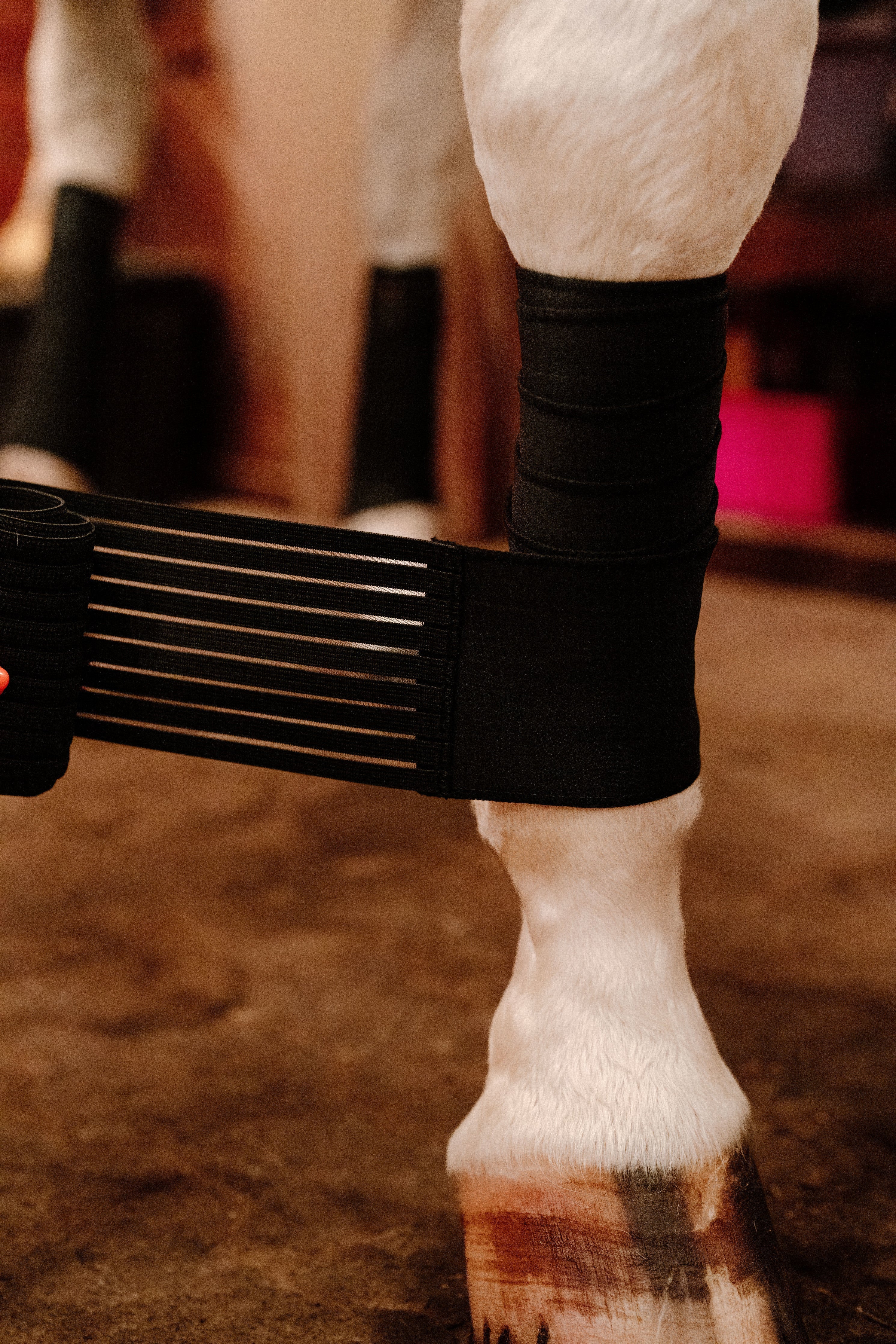 Anatomeq CoolSupport Combi Polos for Sensitive Horses - Anatomeq - Equiluxe Tack