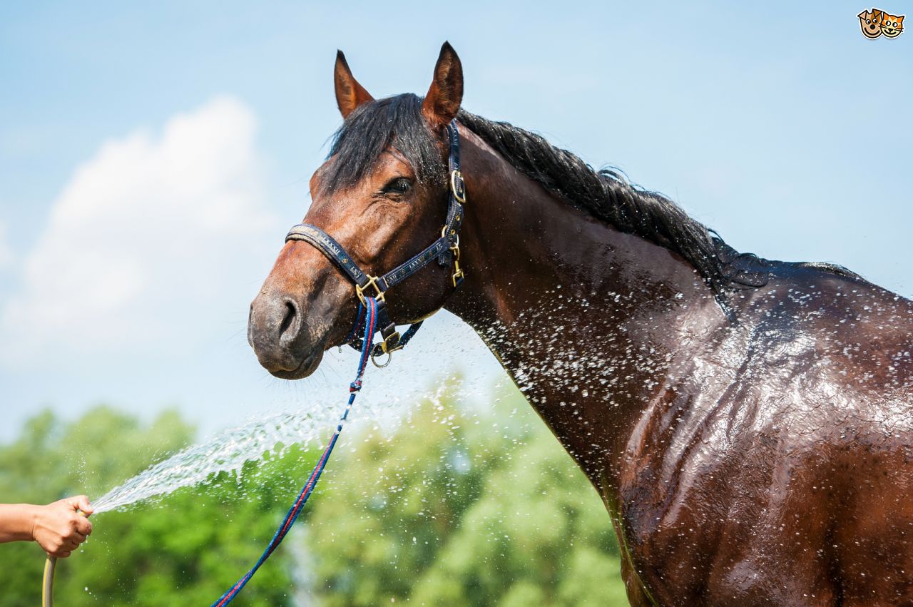 How to Prepare You and Your Horse for Hot Weather - Equiluxe Tack