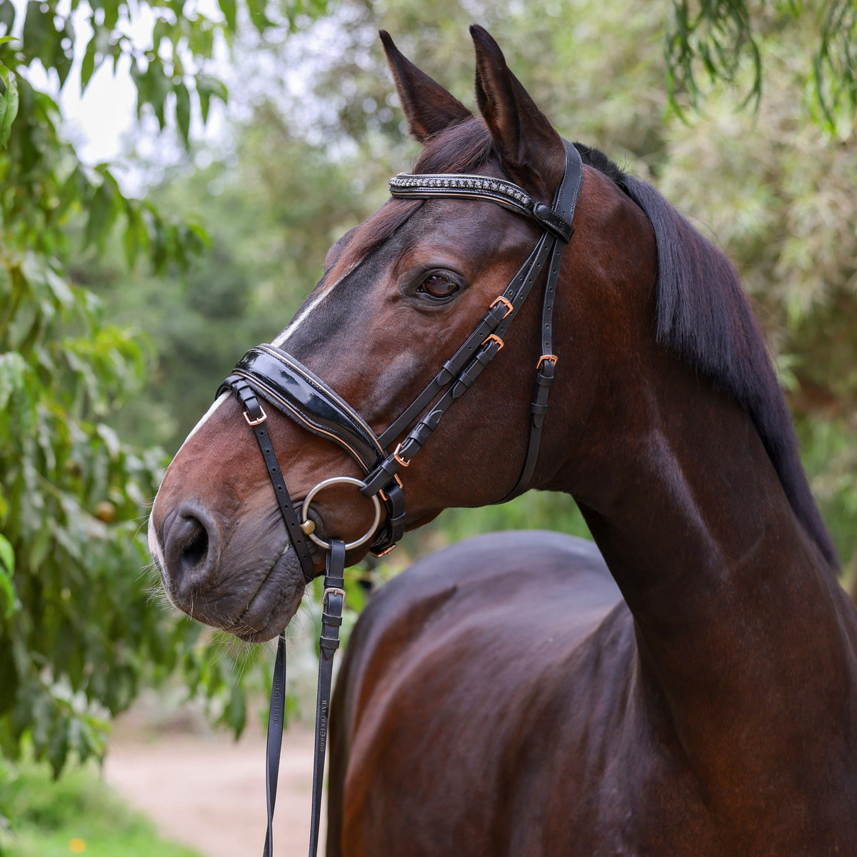 Anatomical Dressage Bridles & Double Bridles for Horses – Equiluxe Tack