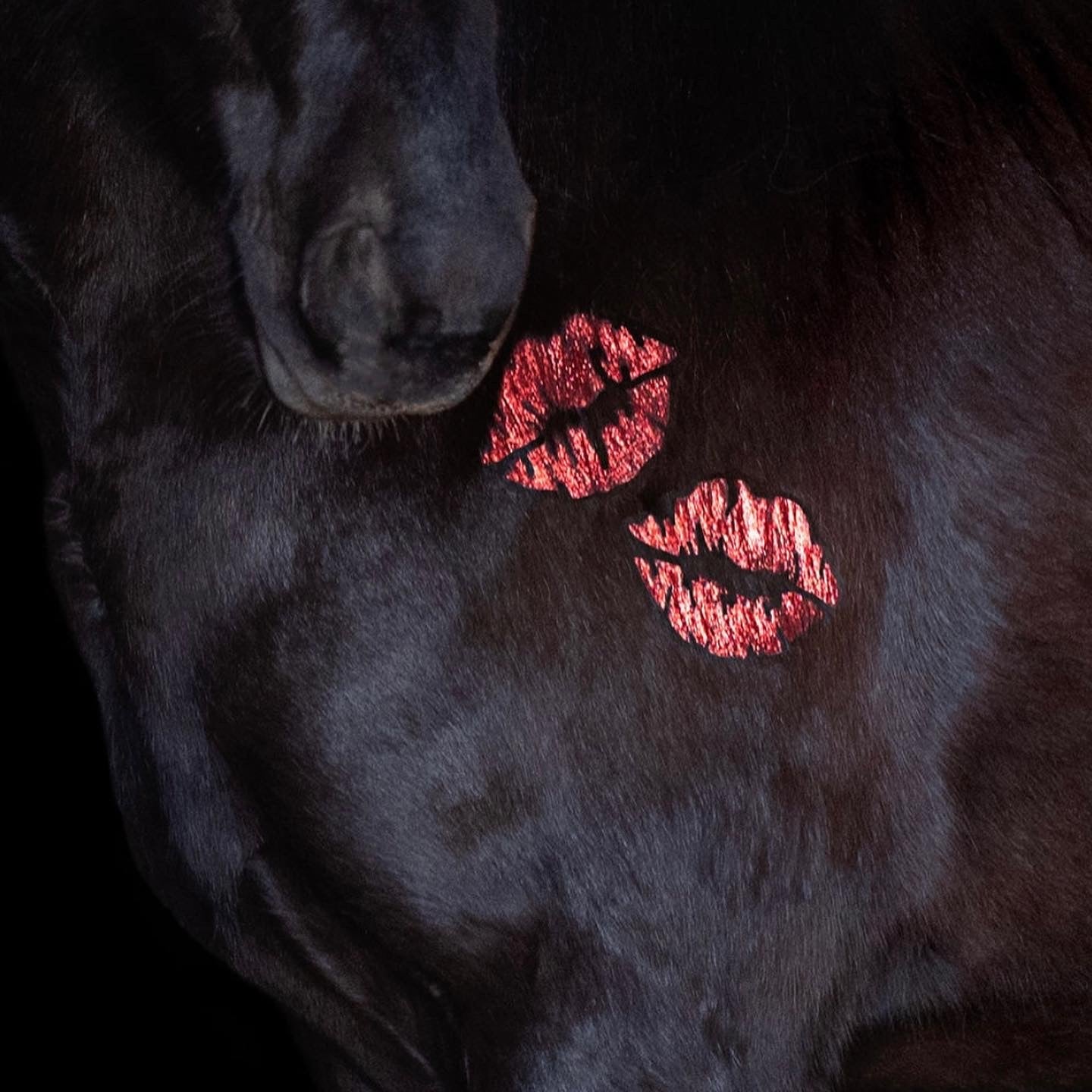 Glitter Stencils for Horses - Equiluxe Tack