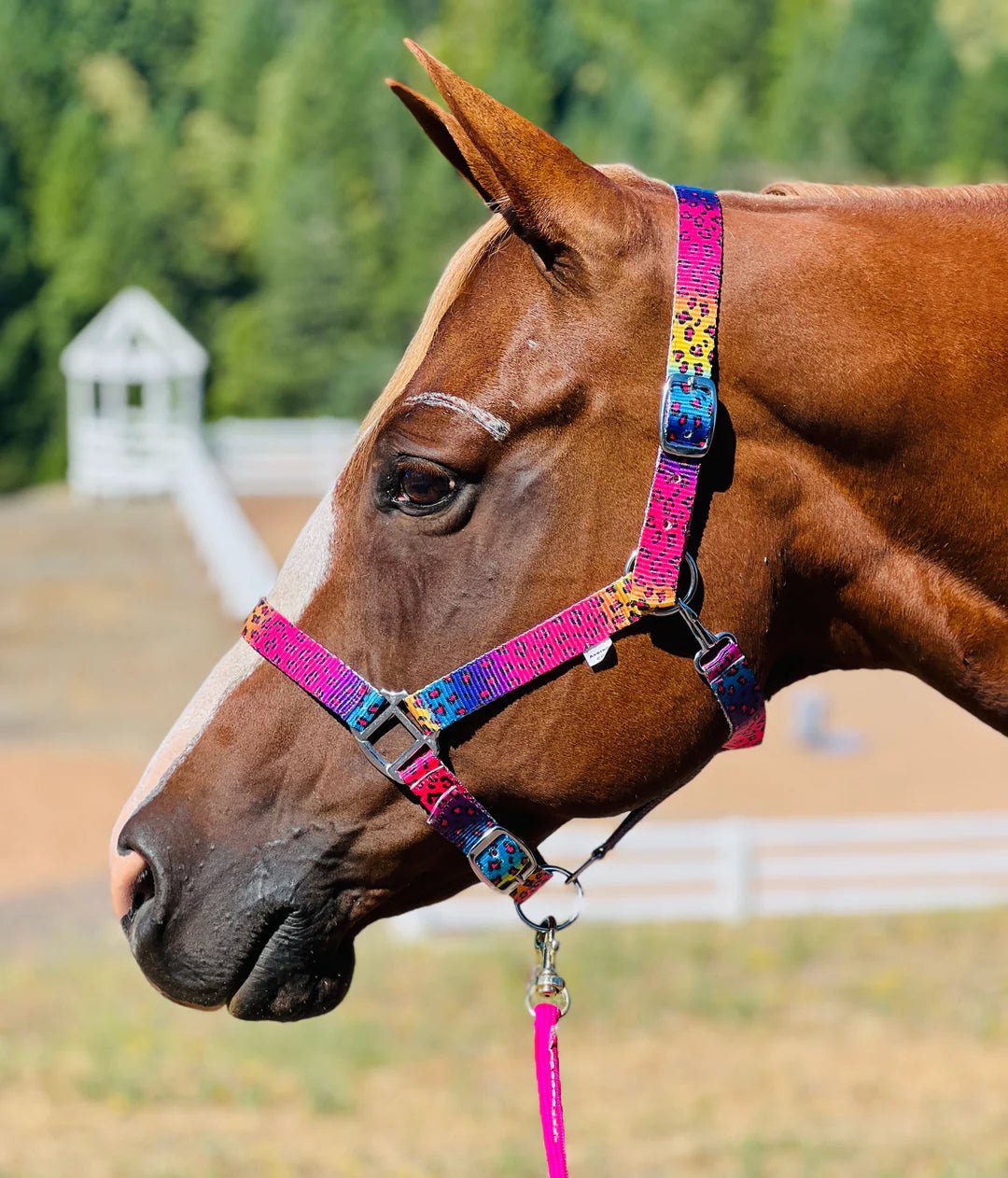 Star Point Horsemanship - Equiluxe Tack