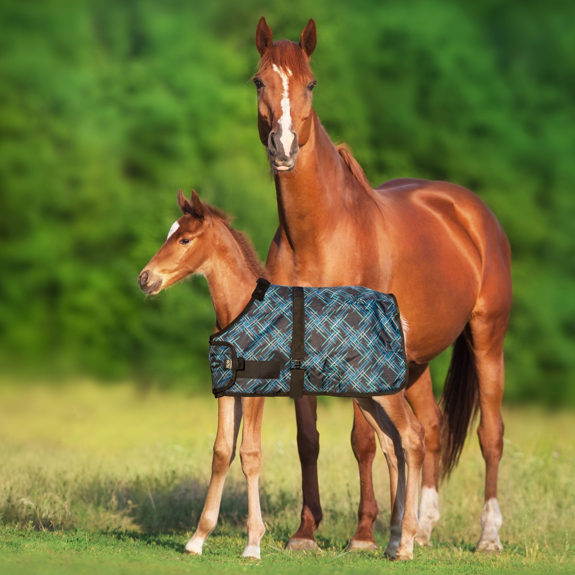 1200Denier Adjustable Foal "180G" Medium Weight Waterproof & Breathable Winter Turnout - Kensington Protective Products - Equiluxe Tack