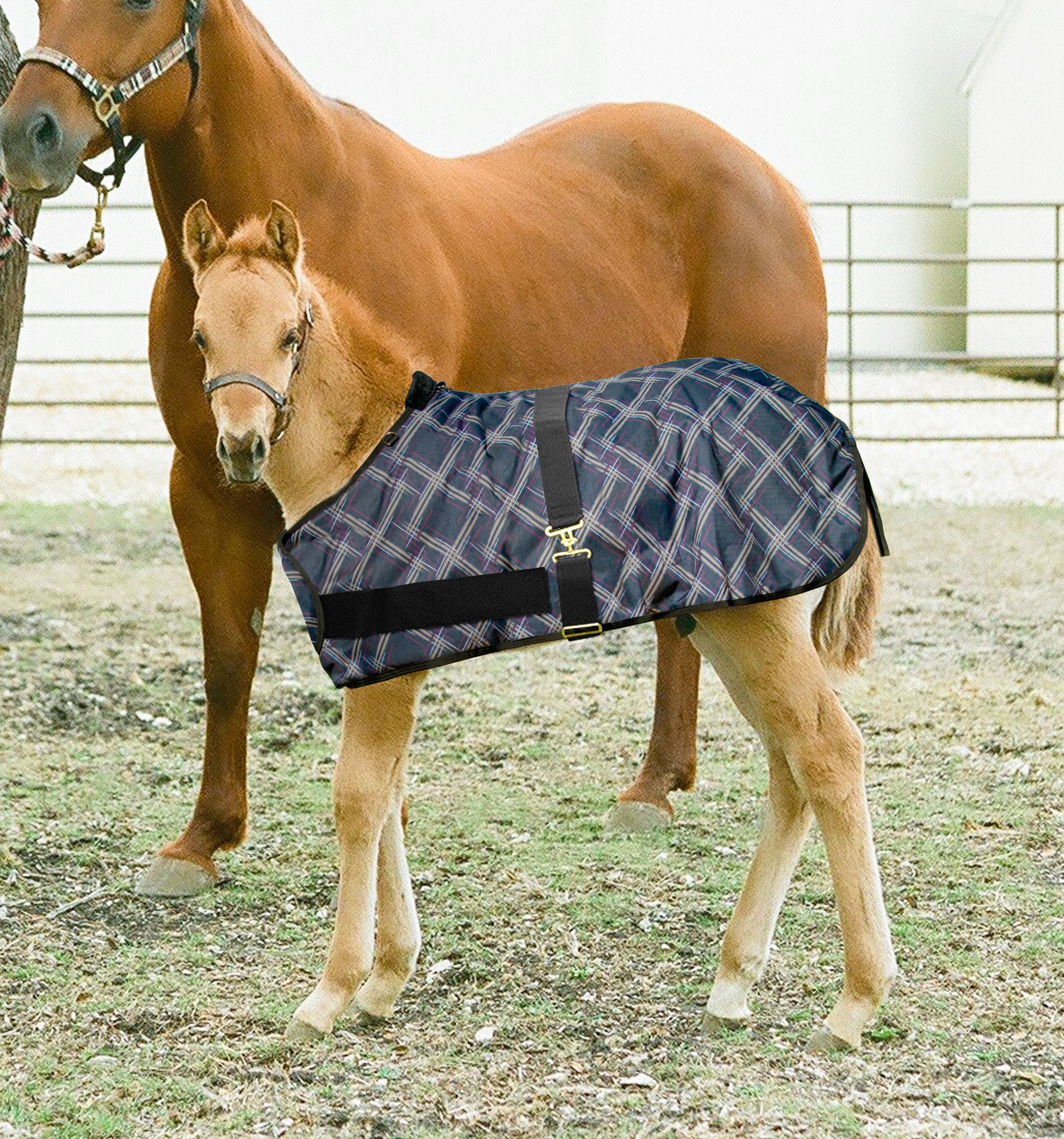 1200Denier Adjustable Foal "180G" Medium Weight Waterproof & Breathable Winter Turnout - Kensington Protective Products - Equiluxe Tack