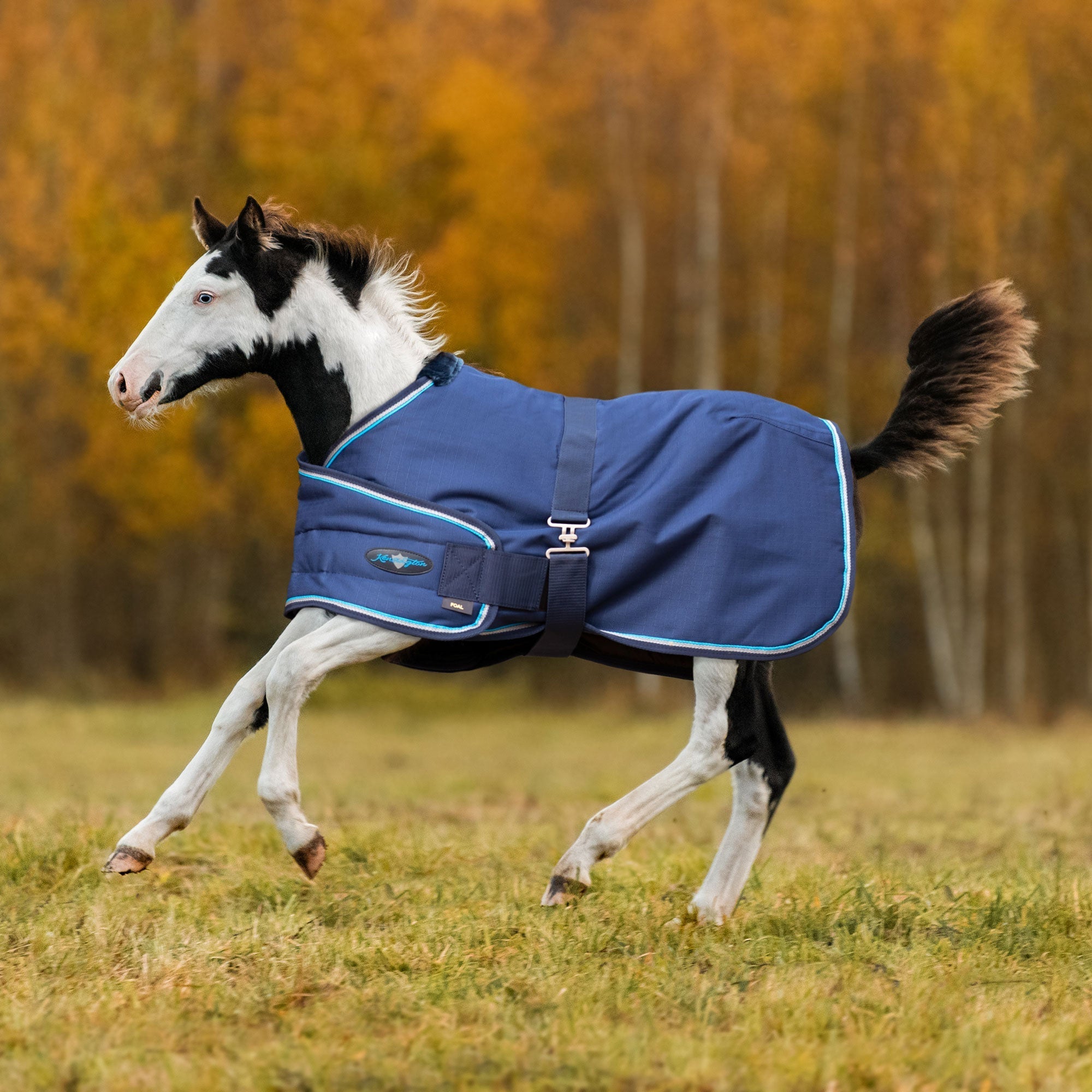 1200Denier Adjustable Foal "180G" Medium Weight Waterproof & Breathable Winter Turnout - Kensington Protective Products - Equiluxe Tack