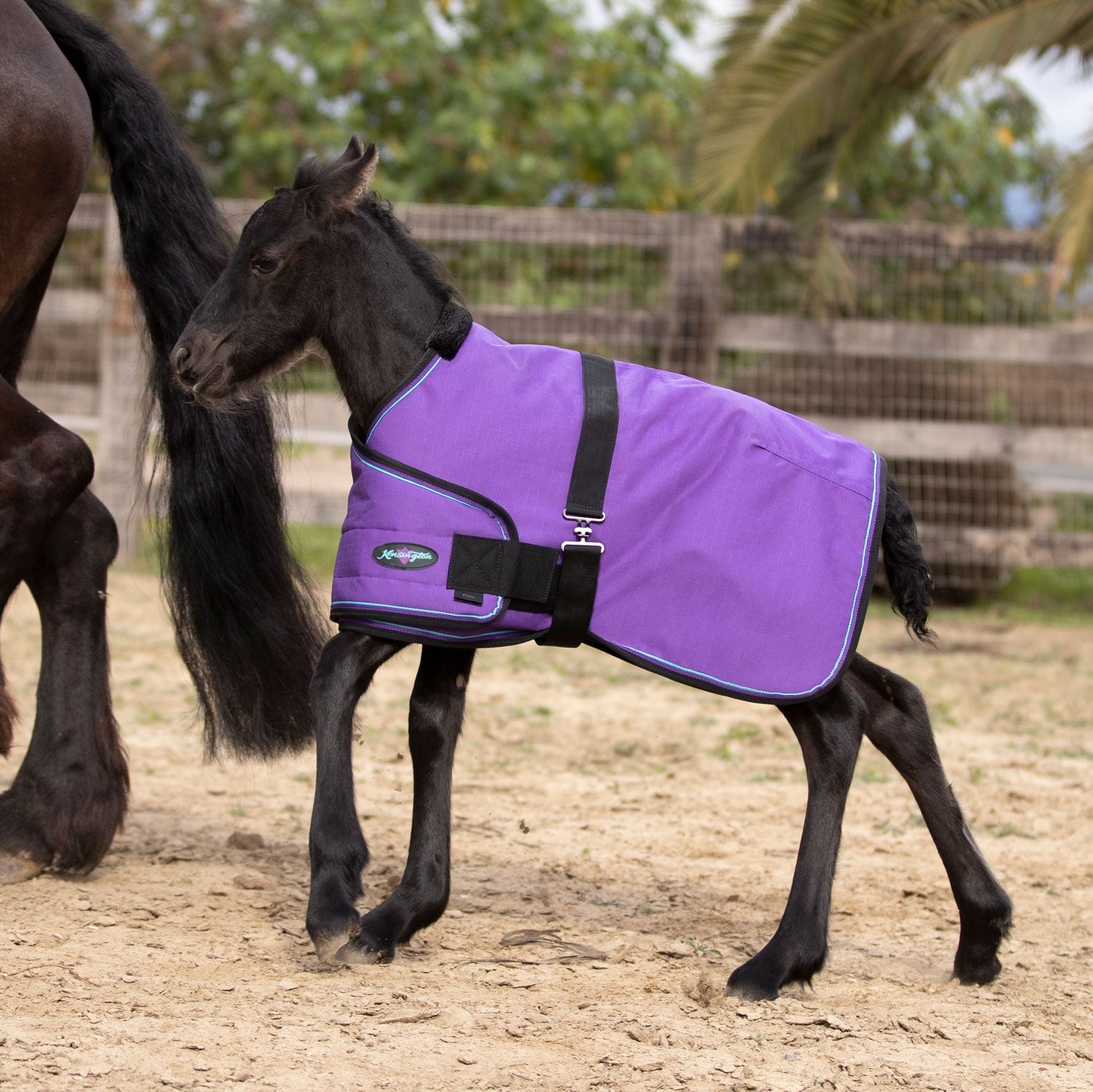 1200Denier Adjustable Foal "180G" Medium Weight Waterproof & Breathable Winter Turnout - Kensington Protective Products - Equiluxe Tack