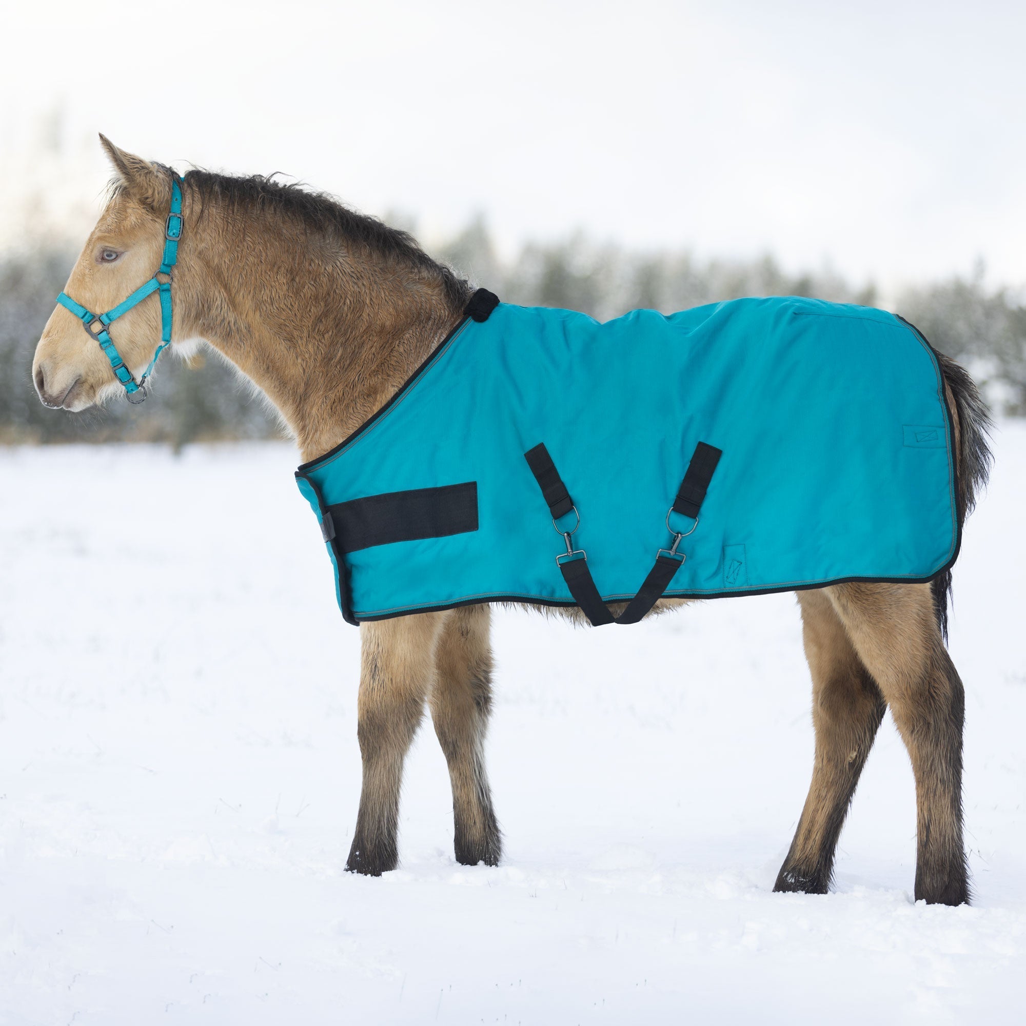 1200Denier Adjustable Weanling "180G" Medium Weight Waterproof & Breathable Winter Turnout - Kensington Protective Products - Equiluxe Tack