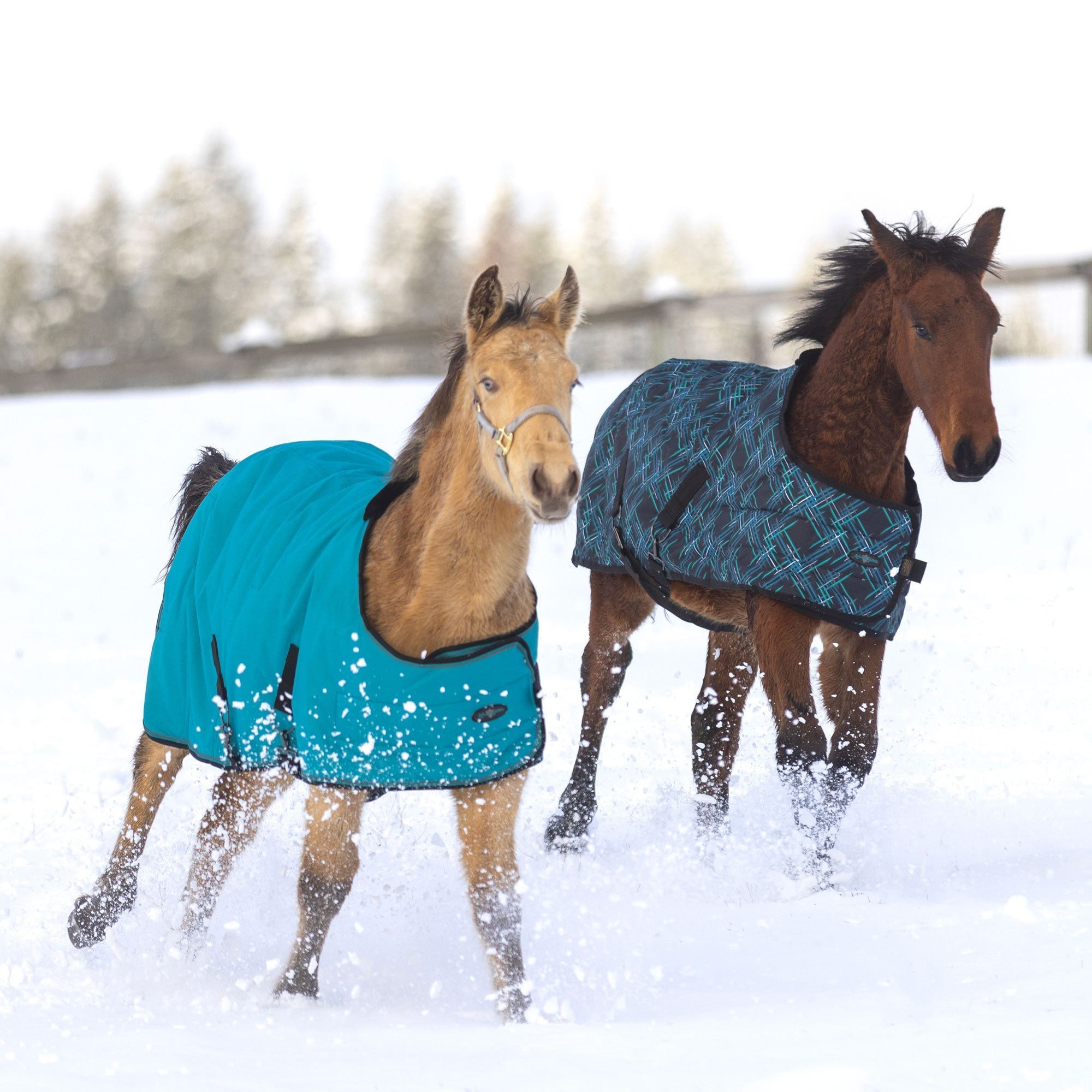 1200Denier Adjustable Weanling "180G" Medium Weight Waterproof & Breathable Winter Turnout - Kensington Protective Products - Equiluxe Tack