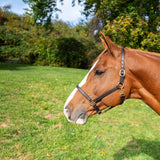 3/4" Latigo Lined Halter - 0 - Equiluxe Tack