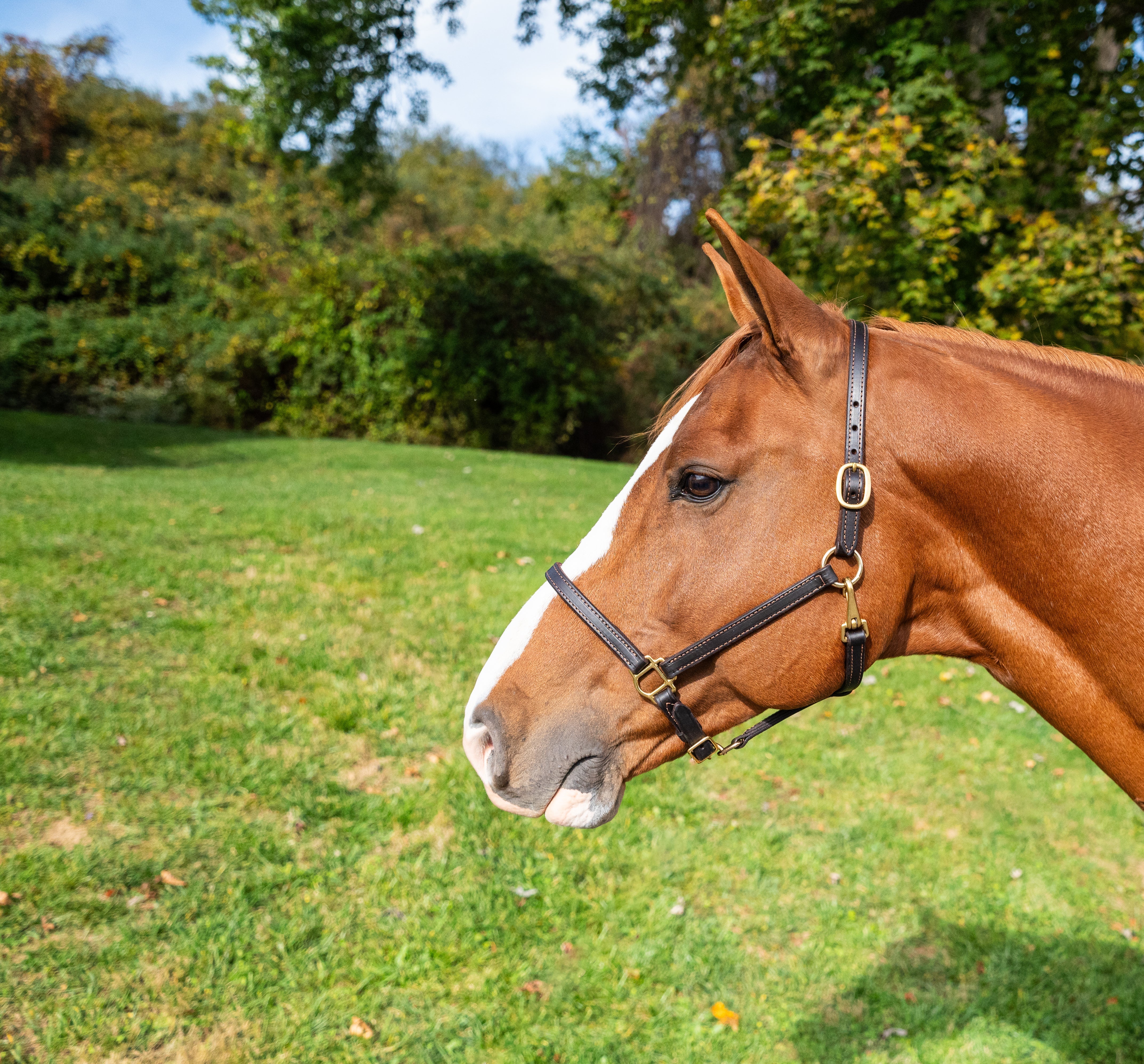 3/4" Latigo Lined Halter - 0 - Equiluxe Tack