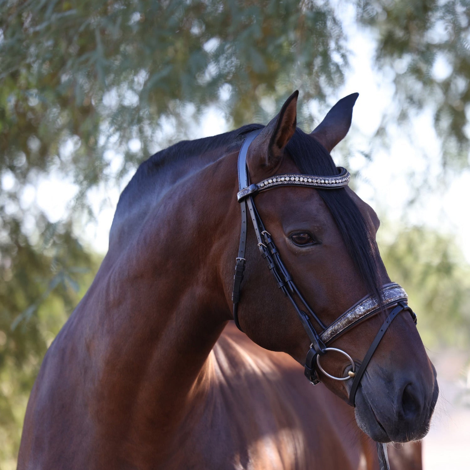 Halter Ego Baroque Black Snaffle Bridle with Light Brown Padding