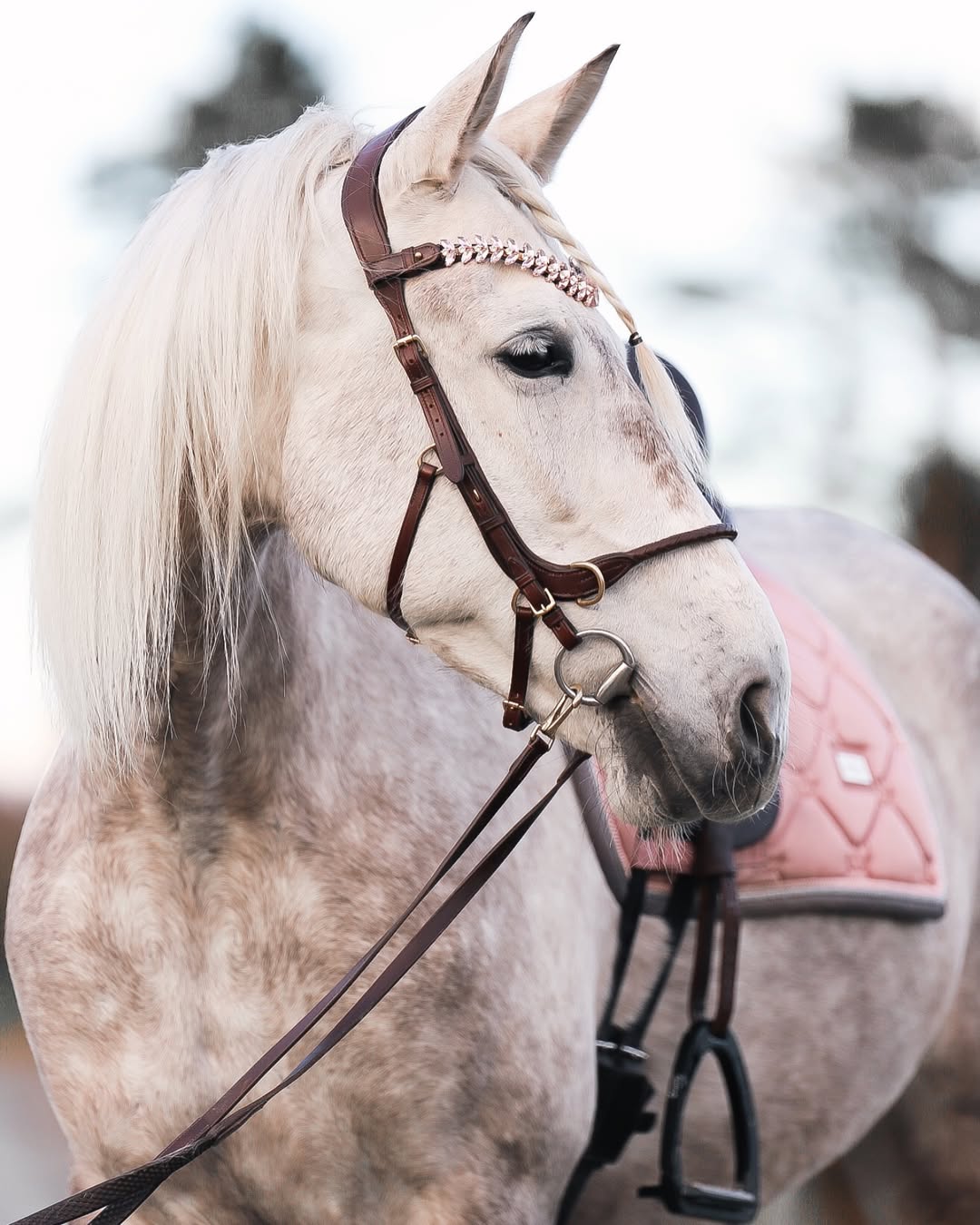 Equestrian Valentine's Collection