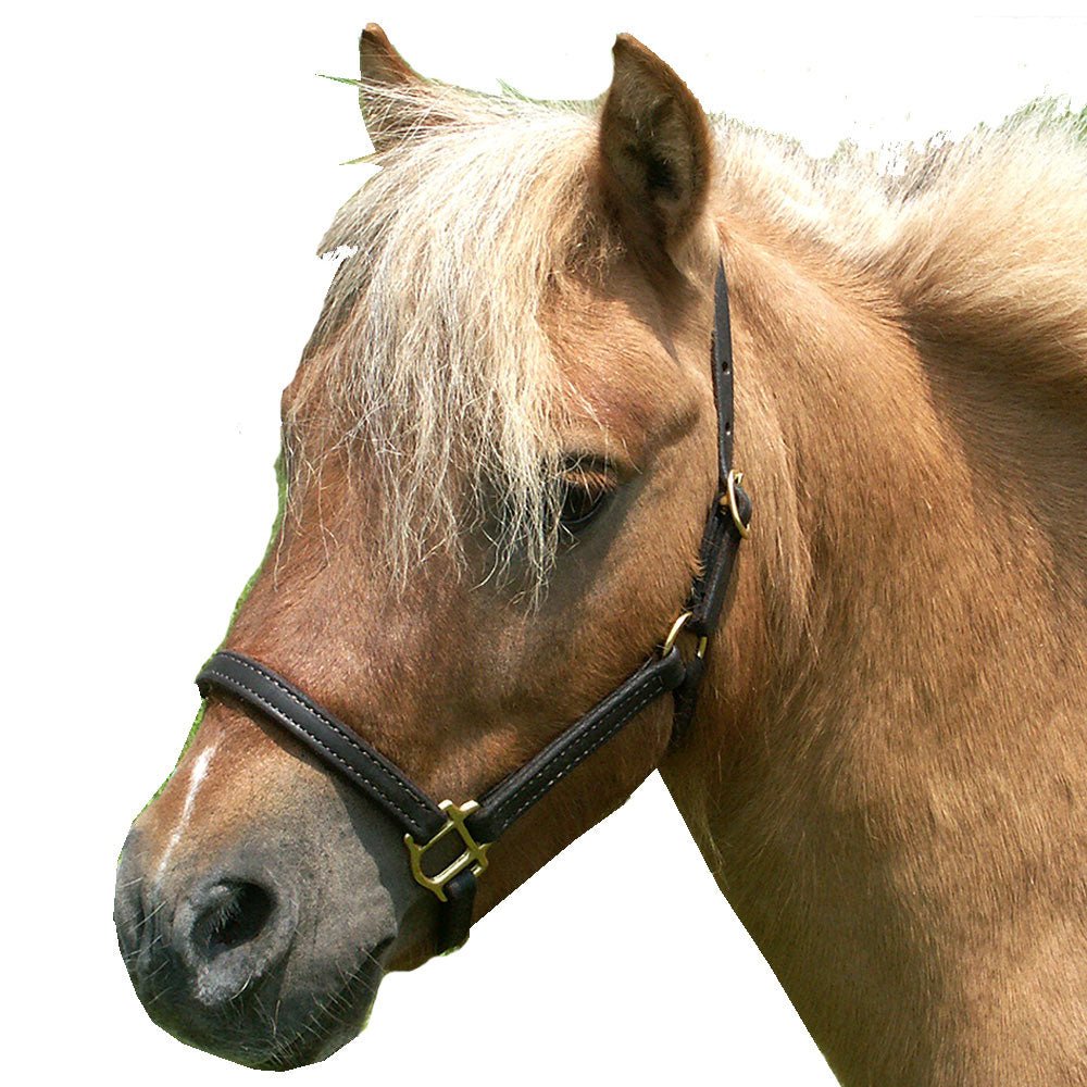 5/8" Mini Leather Double Stitch Stable Halter with Solid Brass Hardware - 0 - Equiluxe Tack
